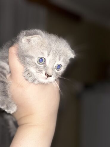 heyvanlara verilen xususi adlar: Шотладская вислоухая, Платная доставка