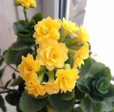 Другие товары для дома и сада: Продаю диффенбахии. Диффенбахия чистит воздух, помогая удалять из — 28