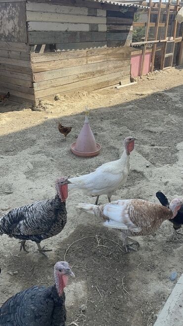 Erkək, Amerika, Damazlıq, Ünvandan götürmə