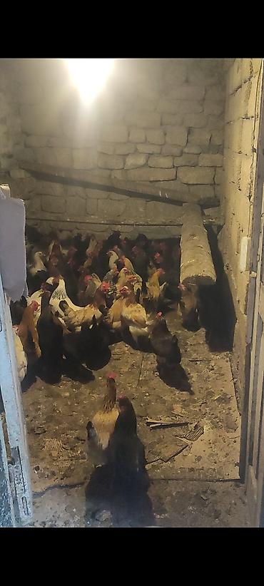 cuce ve xoruz temsili: Tam təbii Kənd toyuqlari 11 aylıqdir Yumurtuyilllar Təsvir: - Həyət — 3