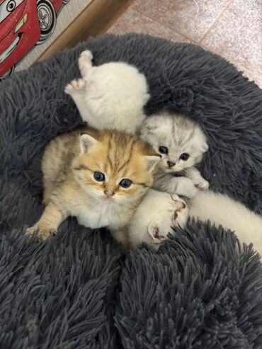 Pişiklər: Britan — 1