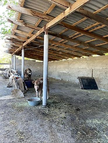 Продажа коттеджей и домов: 6 комнат, 168 м², 35 соток, Орловка, Собственник — 30