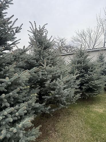 Ель: Продаю Ели голубые от 2-4 метров, колоновидные туи 4 метровые: густые — 43