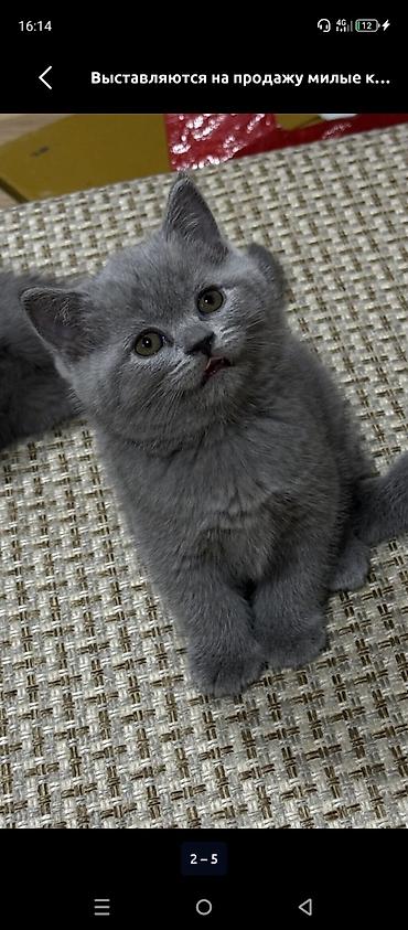 отдам породистых котят: Куплю такого котенка Мы в Кара балта — 1