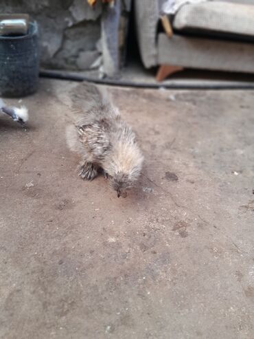 Toyuqlar: Toyuq, Damazlıq, Ödənişli çatdırılma -da lalafo.az — 4 Toyuqlar: Toyuq, Damazlıq, Ödənişli çatdırılma — 4