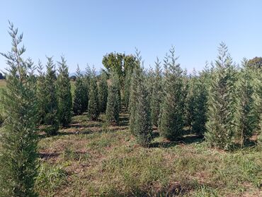 Ağaclar: Her növ ağaclar ve dekarativ ağaclar çox ucuz ve qarantili gubresiz — 5