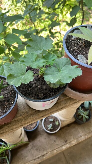 Otaq bitkiləri: Her biri ucuz kimete Gencededi catirma var size yaxin yere ancag — 12