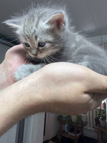 сколько стоит британская короткошёрстная кошка: Скотиш Страйт (Шотландская прямоухая), 1 месяц, Девочка, Серый, Приучена к лотку