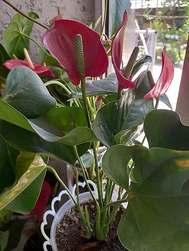 Антуриум (Anthurium andreanum) в горшке. - Эффектные красные