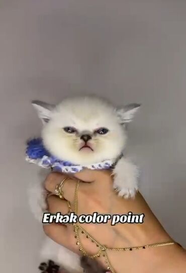 pişik ucun qum: Erkək, Dişi