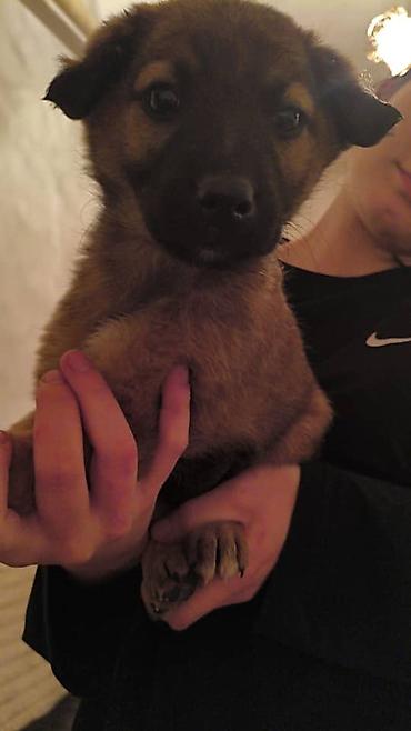 Отдам даром собаку: ПРИЮТ СОБАЧЕК большой выбор много красивых щенков и умных собак. ВСЕ — 27