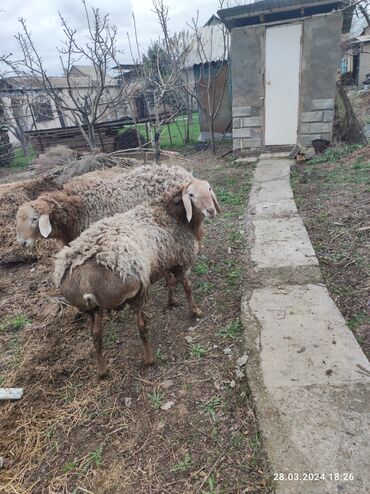 Бараны, овцы: Арашан козу кочкор сатылат 10 айлык линя длинный кулагы 20см баасы