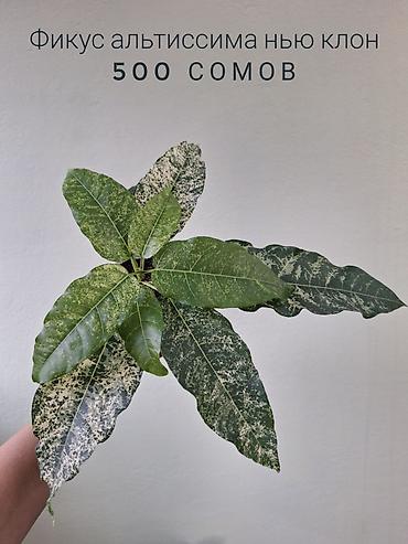 спринклер: 🌿 Комнатные растения/цветы (детки/молодые растения). 🪴 Названия и цены — 10