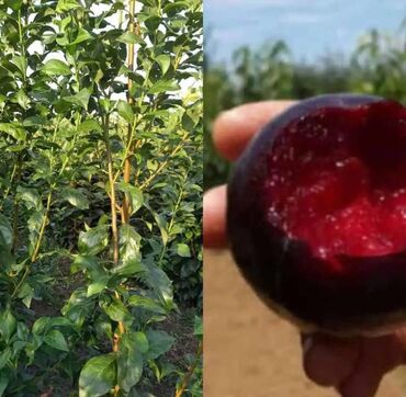 Şitillər: Dekarativ bitgilerin satişi — 28