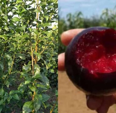 Tinglər: Məhsul: ting və kol bitkiləri (gül və meyvə ağacı tingləri) - Gül -da lalafo.az — 4 Tinglər: Məhsul: ting və kol bitkiləri (gül və meyvə ağacı tingləri) - Gül — 4