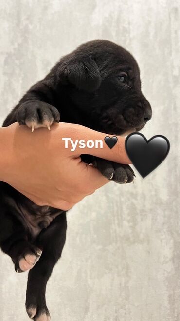 İtlər: Kane-Korso, Cütləşmə üçün, Ünvandan götürmə -da lalafo.az — 7 İtlər: Kane-Korso, Cütləşmə üçün, Ünvandan götürmə — 7