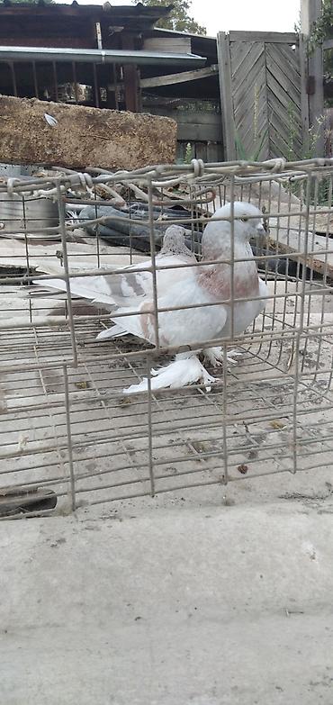 кошки сокулук: Продаю две пары голубей все вопросы по номеру телефона — 3