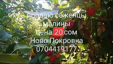 Саженцы малины. - Ремонтантная садовая малина с крупными