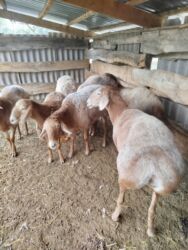 продажа щенков немецкой овчарки с документами в бишкеке: Сатам | Ургаачы кой (ургаачы) | Арашан | Көбөйтүү үчүн | Ургаачы