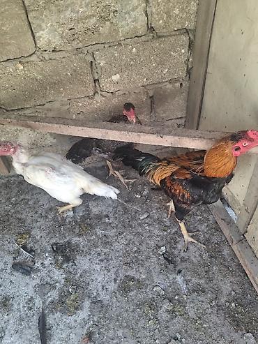 toyug hini: Xoruz, Heyratı, il: 1, Ödənişli çatdırılma — 4