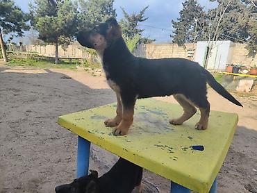 it sekli: Alman çoban iti, 3 ay, Dişi, Peyvəndli — 8
