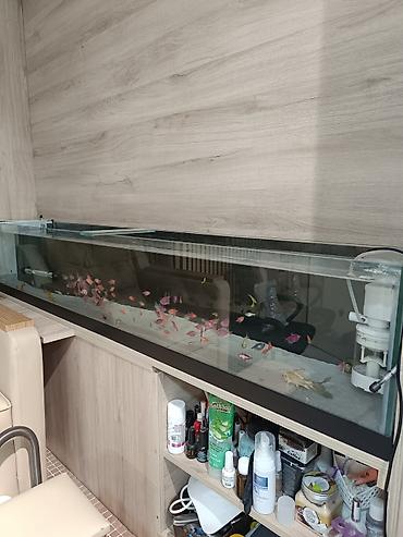 продажа аквариумных рыбок: Sifarişlə hazırlanır şəkilər özümüzə Ayıldı öz əl işimizdi sifarişlə — 1