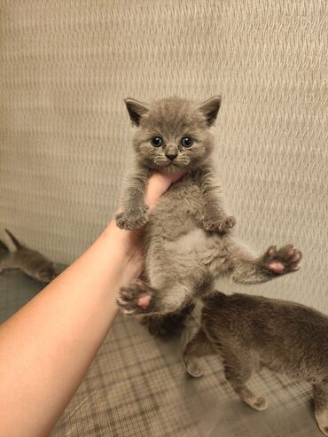 Pişiklər: Şotland yastı qulaq, Erkək, Dişi, Yaxşı əllərə, Ünvandan götürmə, Pulsuz çatdırılma, Ödənişli çatdırılma — 202