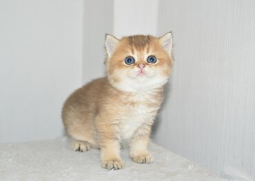 Коты: Продаётся красивая Шотландская Золотая Шиншилла, девочка, родилась