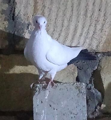 Göyərçinlər: Məhsul:Salam damazlıq sağlam bala verən quslarimdir, erkey oynaq göy — 18