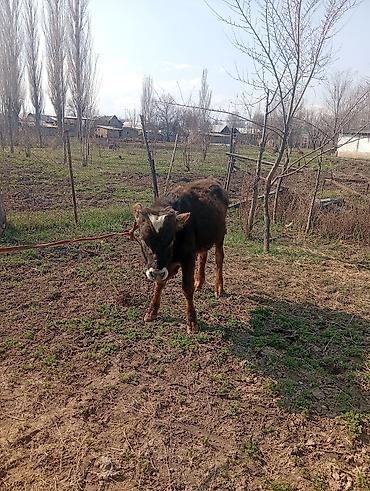 Коровы, быки: Продаю | Бык (самец) | На откорм | Привязанные — 6