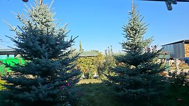 комтер: Ель голубая (Picea pungens, Blue Spruce) для ландшафтного озеленения — 4