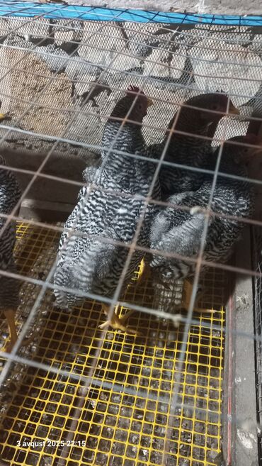 qaşqaldaq quşu: Barred rock belələri çatdırmaq olar vatsapa yazın