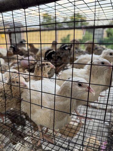 продажа домашних животных: Продам перепел