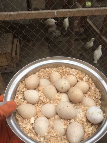 danışan quşlar: Ag ve xinali Keklik yumurtasi var. 3 azn (qabaqcadan sifaris)