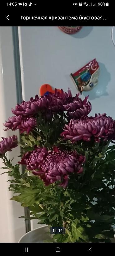 Другие виды семян и саженцев: Саженцы хризантем с пышной зеленой листвой, готовые к пересадке — 17