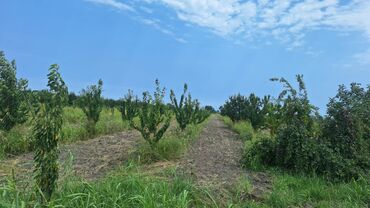 Torpaq sahələrinin satışı: 508 sot, Kənd təsərrüfatı, Kupça (Çıxarış) — 10