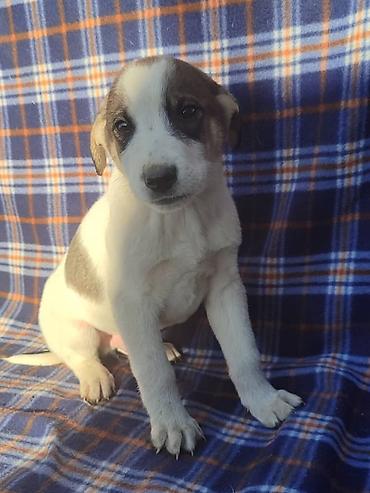 Продажа собак: Ищем дом щенкам. Дважды привиты,имеют ветеринарные паспорта. Есть — 3