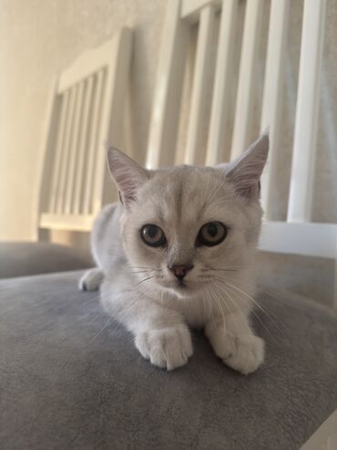 английский короткошерстный кот: Британ кыска жүндүү, 3 айлык, Эркек, Күмүш өңдүү шиншилла, Лотокко барууга үйрөтүлгөн, Курттардан тазаланган, Документтери менен