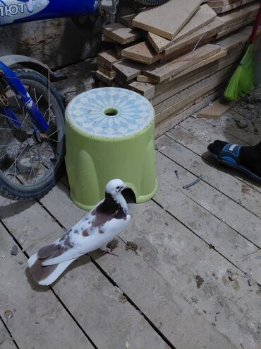 Göyərçinlər: Salam saglam quşlardı 16.17 tük istəyən yazsın vatsaf aktivdi - Növ — 6