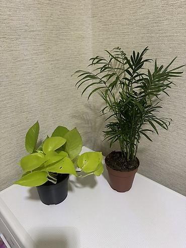 Замиокулькас (Долларовое дерево): Комнатные растения в горшках (на выбор): 1) Замиокулькас (Zamioculcas — 9