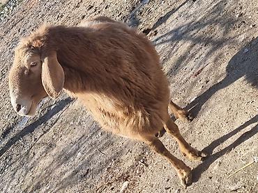 Баран, овца: Продаю | Баран (самец) | Арашан | Для разведения — 8