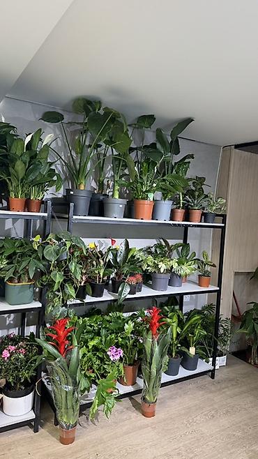 Другие комнатные растения: Комнатные растения в горшках-декоративнолиственные и цветущие виды. В — 1