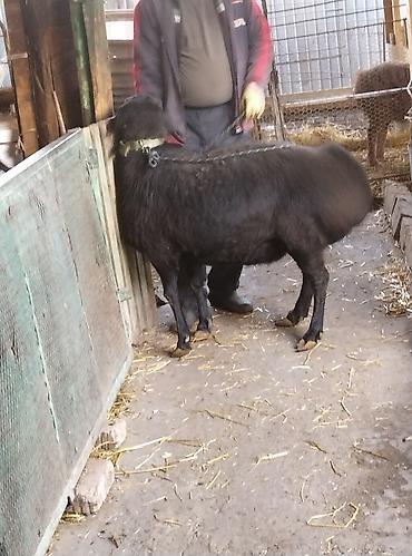 Баран, овца: Продаю | Овца (самка) | Для разведения | Племенные — 18