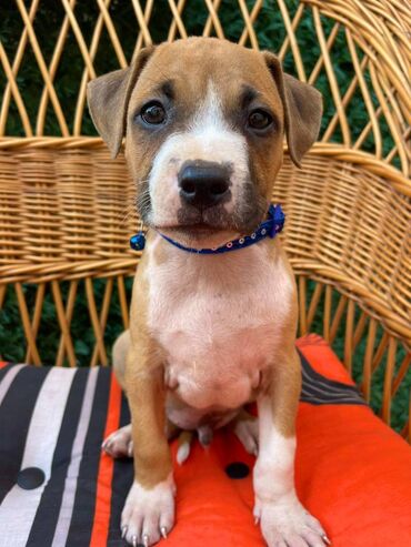 Psi: Registrovana odgajivacnica pasa "Happy Puppies" ima u ponudi prelepe — 9