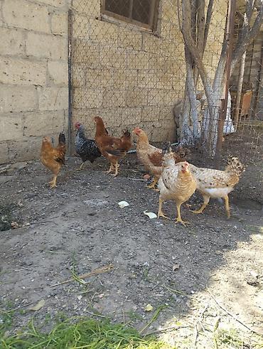 Xoruzlar: Xoruz, il: <1, Ünvandan götürmə — 9