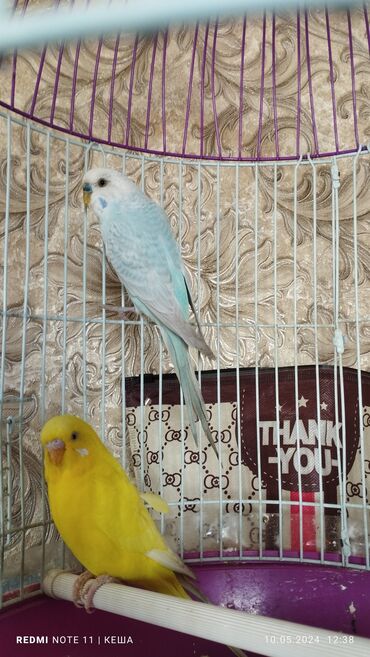 Птицы: Волнистые попугаи,синий это мальчик а жёлтая девочка