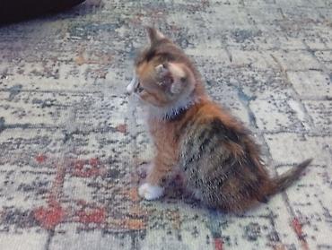 Кошка даром: Беспородная, 2 месяца, Девочка