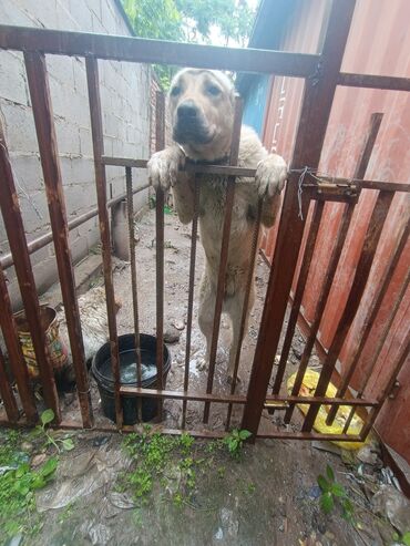 корма для собак: Ищу кобеля для скрещивания в районе Кызыл аскера порода