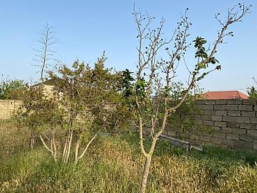 bagi: 12 sot, Tikinti, Mülkiyyətçi, Kupça (Çıxarış) — 8