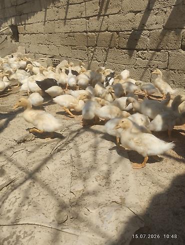 ördək balası və cücə: Ağ rəngli ördək balaları - Növ: yerli ağ ördək balaları (pekin tipinə — 7